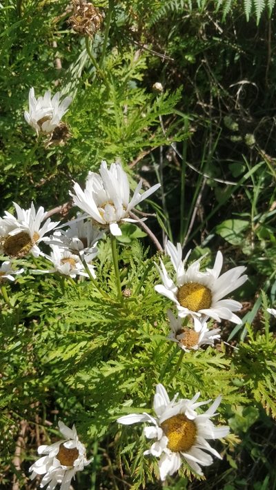 Argyranthemum dissectum, photographed by Vítor Jorge