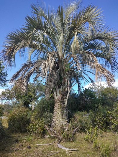 Butia odorata, photographed by Pablo G. Fernández