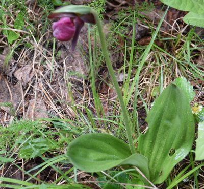 Cypripedium acaule, photographed by Pierre Cartier