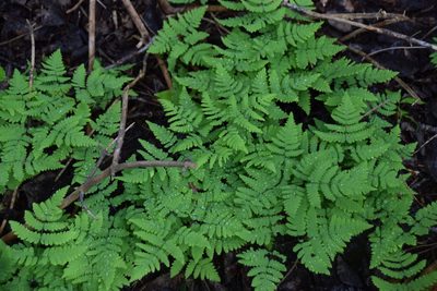 Gymnocarpium dryopteris, photographed by Pierre Cartier
