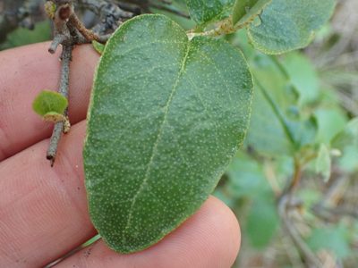 Shepherdia canadensis, photographed by Shane Johnson
