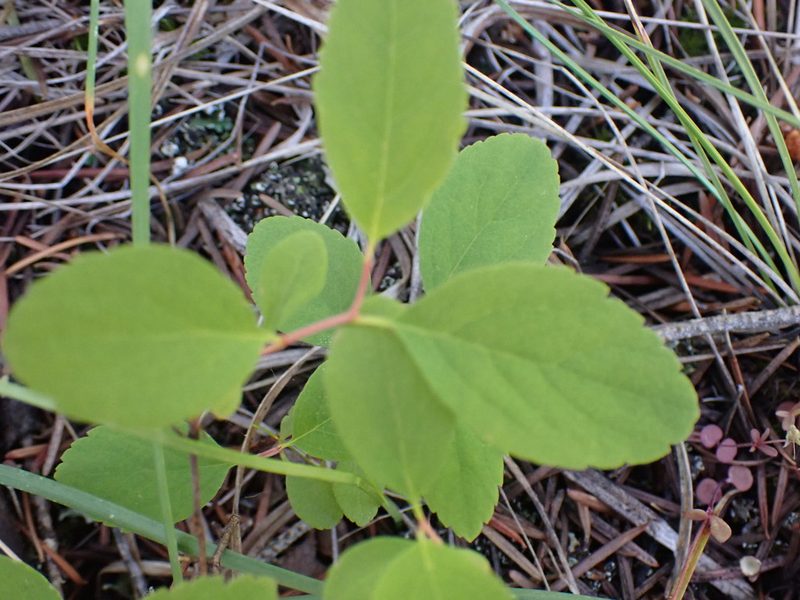 Spiraea lucida, photographed by Shane Johnson