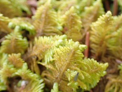 Ptilium crista-castrensis, photographed by Shane Johnson