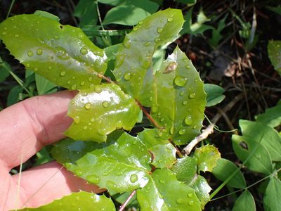 Berberis aquifolium, photographed by Shane Johnson