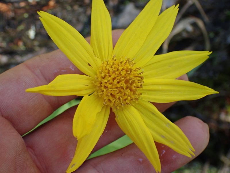 Arnica latifolia, photographed by Shane Johnson