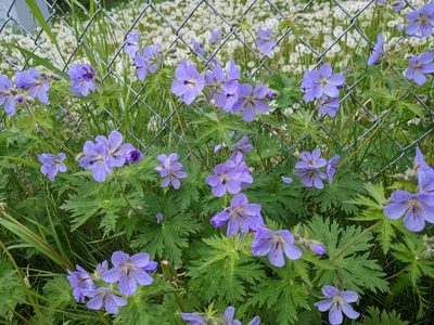 Geranium erianthum, photographed by Alexandria 'Alex' Wenninger