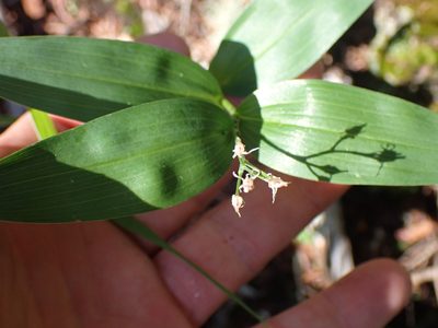 Maianthemum stellatum, photographed by Shane Johnson