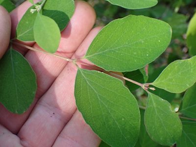 Symphoricarpos albus, photographed by Shane Johnson