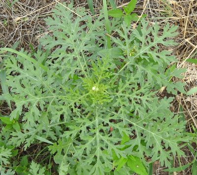 Parthenium hysterophorus, photographed by saltyhiker