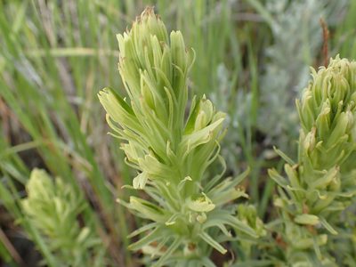Castilleja thompsonii