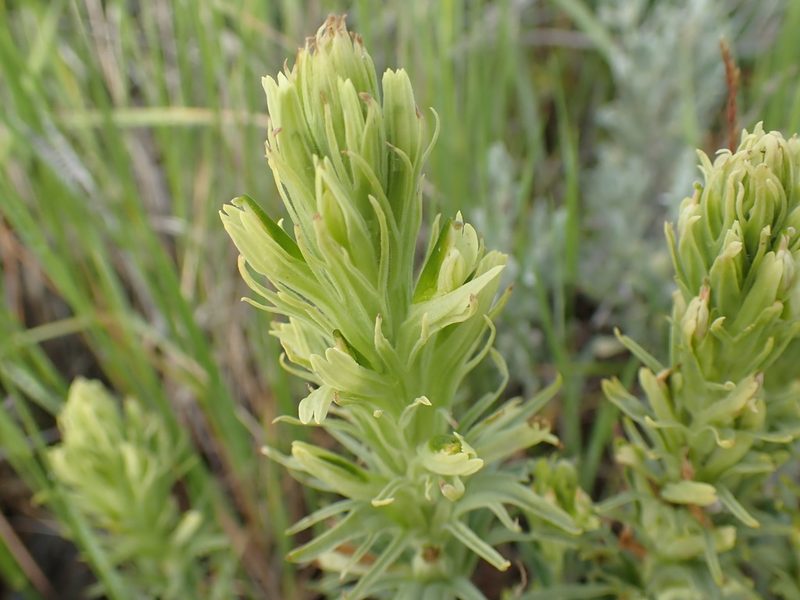 Castilleja thompsonii, photographed by Shane Johnson