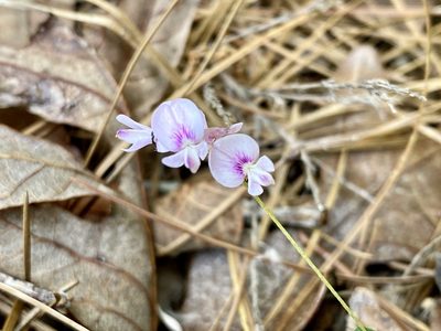 Lespedeza repens