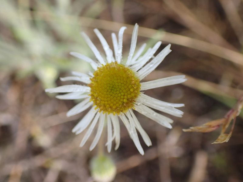 Erigeron pumilus, photographed by Shane Johnson