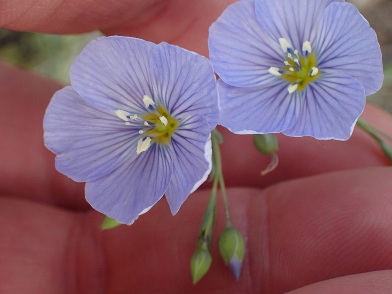 Linum lewisii, photographed by Shane Johnson