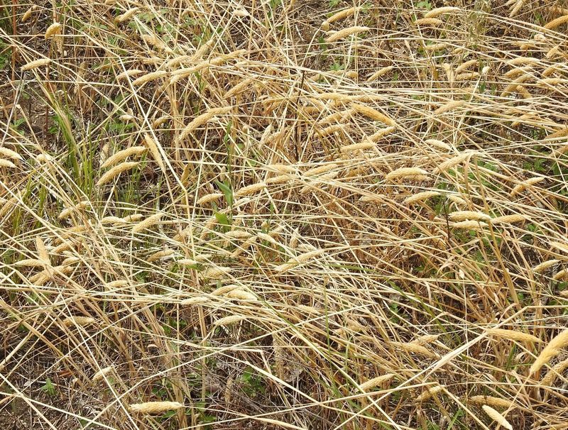 Phalaris caroliniana, photographed by saltyhiker