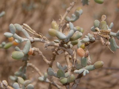 Zygophyllum gaetulum, photographed by Rafael Medina