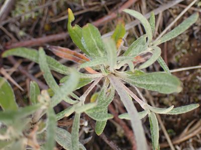 Eriogonum heracleoides