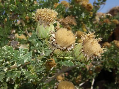 Warionia saharae, photographed by Rafael Medina