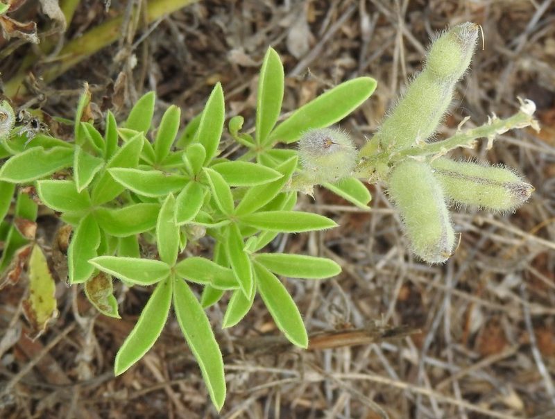Lupinus texensis, photographed by saltyhiker