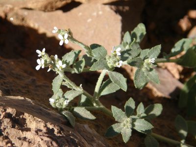 Morettia canescens, photographed by Rafael Medina