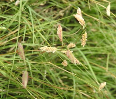 Bouteloua dactyloides, photographed by saltyhiker
