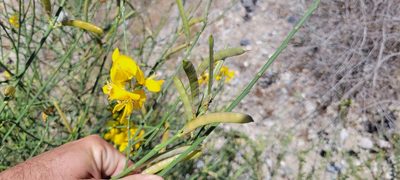 Spartium junceum