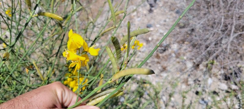 Spartium junceum, photographed by Amthinkia