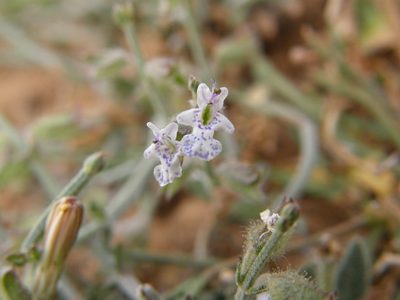 Salvia aegyptiaca, photographed by Rafael Medina
