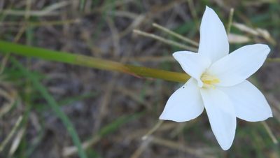Zephyranthes chlorosolen