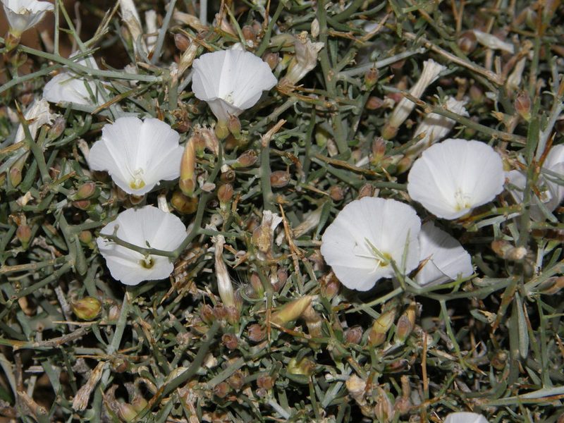 Convolvulus trabutianus, photographed by Rafael Medina