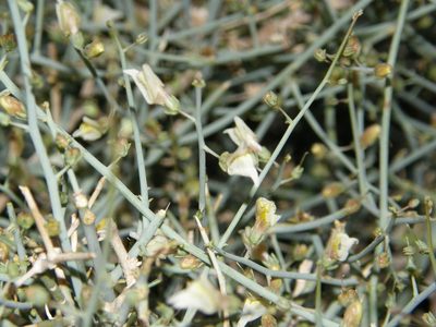 Acanthorrhinum ramosissimum, photographed by Rafael Medina
