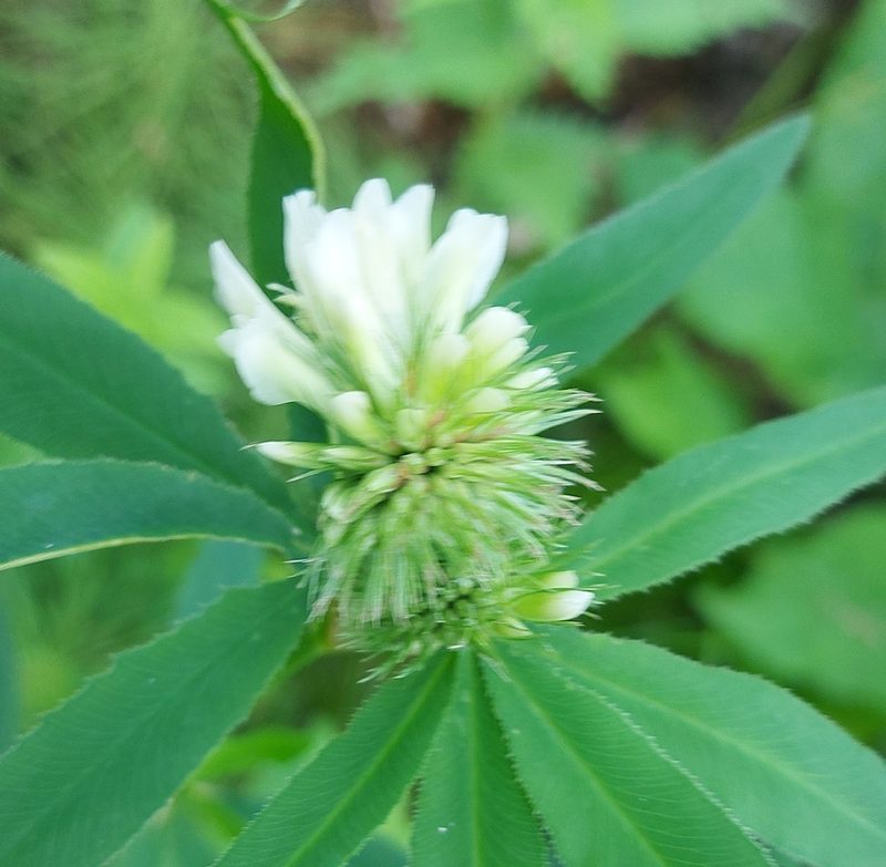 Trifolium lupinaster, photographed by Pavel Borodin