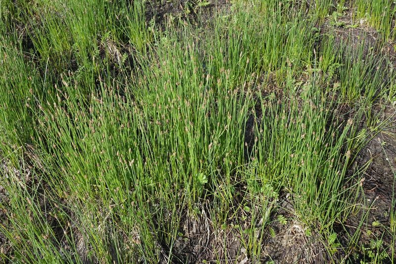 Eleocharis palustris, photographed by Oleg Kosterin