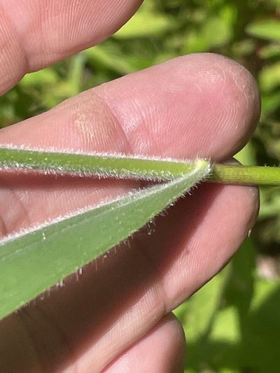 Dichanthelium scabriusculum, photographed by Becky Dill