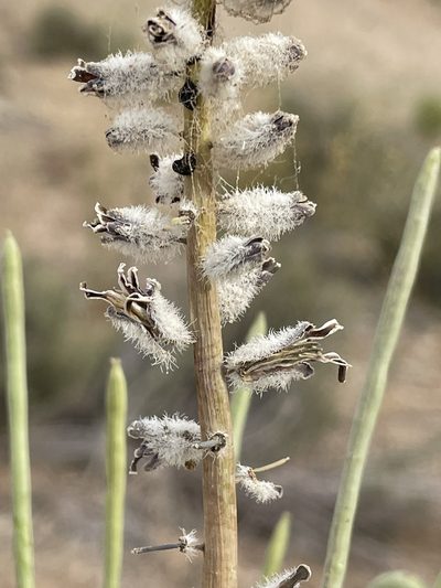 Streptanthus crassicaulis, photographed by Bobby McCabe