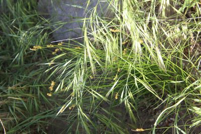 Carex occidentalis, photographed by psweet