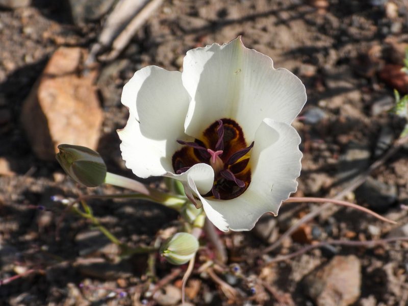 Calochortus bruneaunis, photographed by James M. Maley