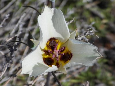 Calochortus bruneaunis, photographed by James M. Maley