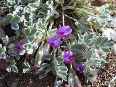 Astragalus purshii