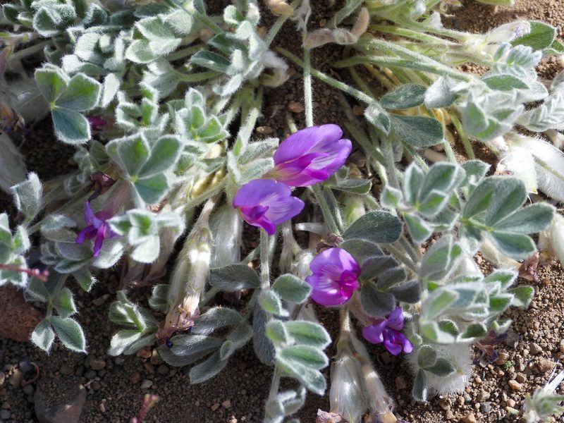 Astragalus purshii, photographed by James M. Maley