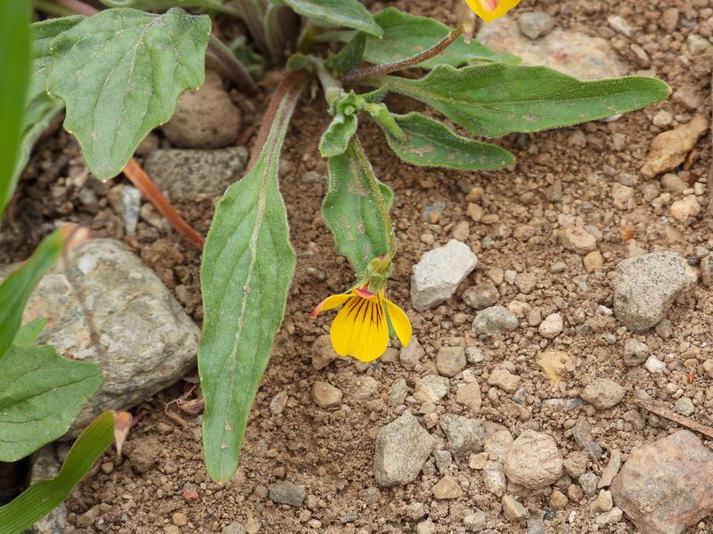 Viola pinetorum, photographed by James M. Maley