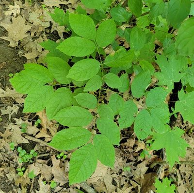 Fraxinus pennsylvanica, photographed by aarongunnar