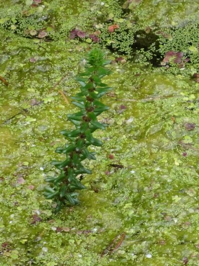 Myriophyllum heterophyllum, photographed by Thomas Koffel