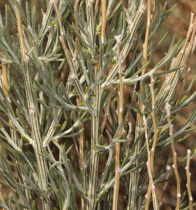 Lepidospartum latisquamum, photographed by Steve Matson