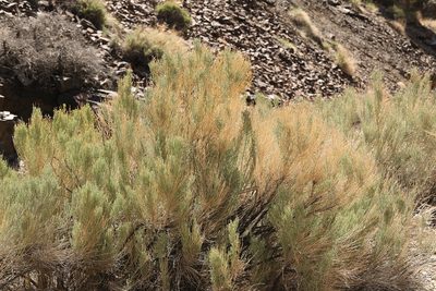 Lepidospartum latisquamum, photographed by Steve Matson