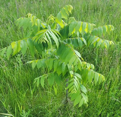Juglans nigra, photographed by aarongunnar