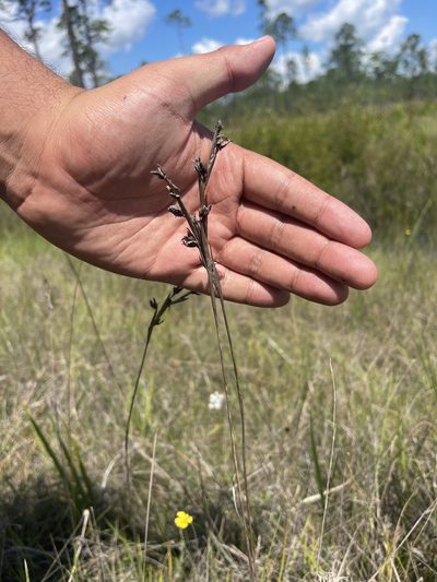 Pleea tenuifolia, photographed by Brandon Corder