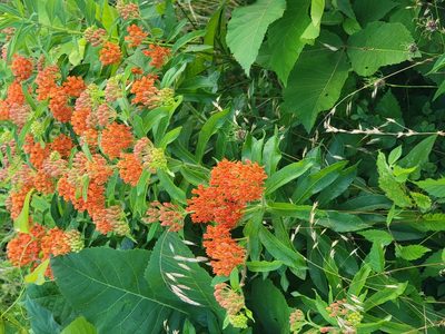 Asclepias tuberosa, photographed by Rebecca Gimenez Husted
