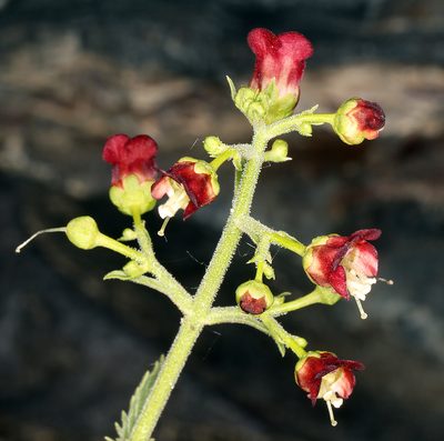 Scrophularia desertorum, photographed by Steve Matson