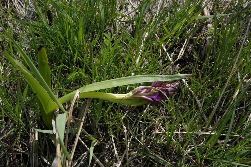 Dactylorhiza incarnata, photographed by Oleg Kosterin